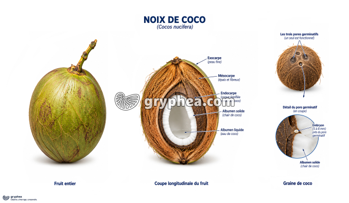 La noix de coco (Cocos nucifera) - gryphea.com